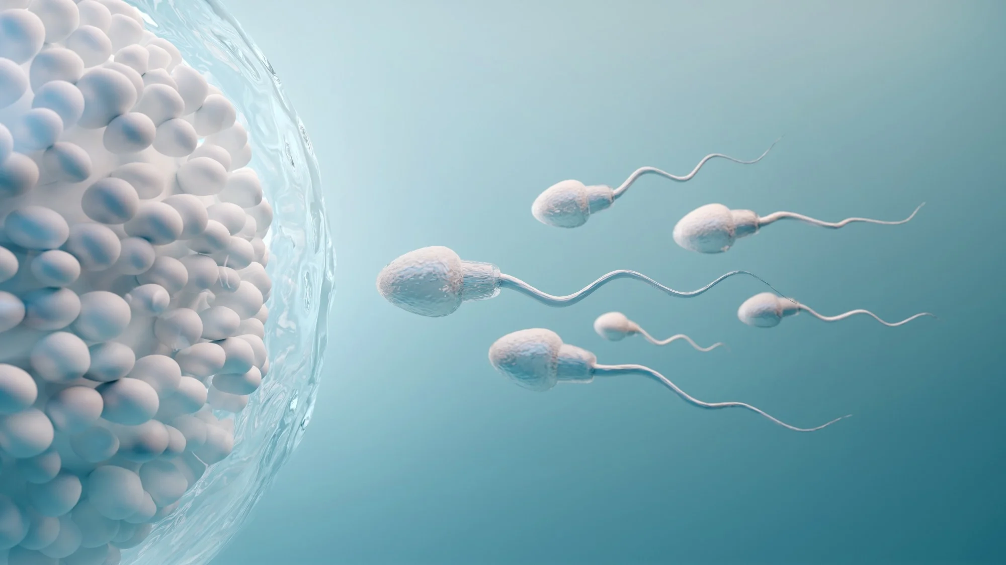 Does Masturbation Reduce Sperm Count?